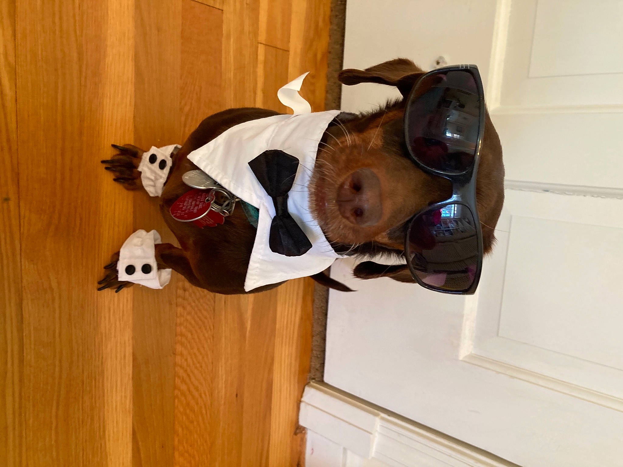 Pepper is registered to the contest to win money with this photo: canidae, carmine, carnivore, companion_dog, costume, dog_breed, fawn, flooring, hardwood, hat, helmet, mascot, personal_protective_equipment, room, sporting_group, sportswear, vertebrate, window, wood, working_animal