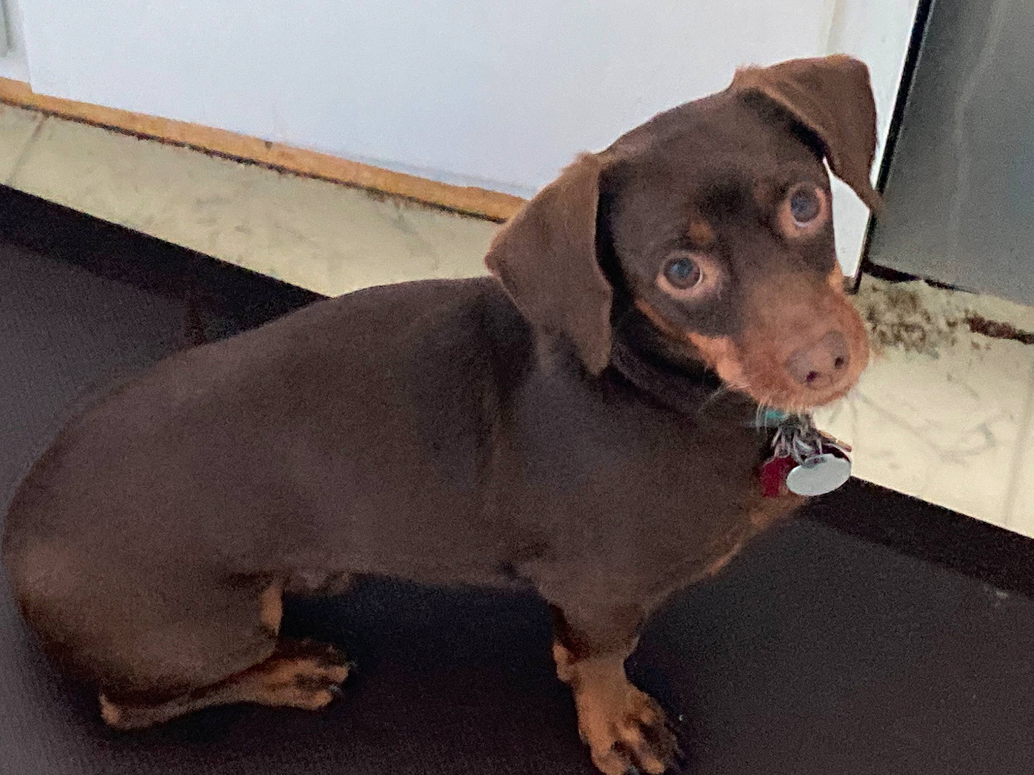 Pepper joined the competition — help win amazing prizes! borador, canidae, carnivore, collar, companion_dog, composite_material, dog, dog_breed, fawn, fur, hunting_dog, liver, metal, pet_supply, puppy, snout, sporting_group, terrestrial_animal, whiskers, working_animal