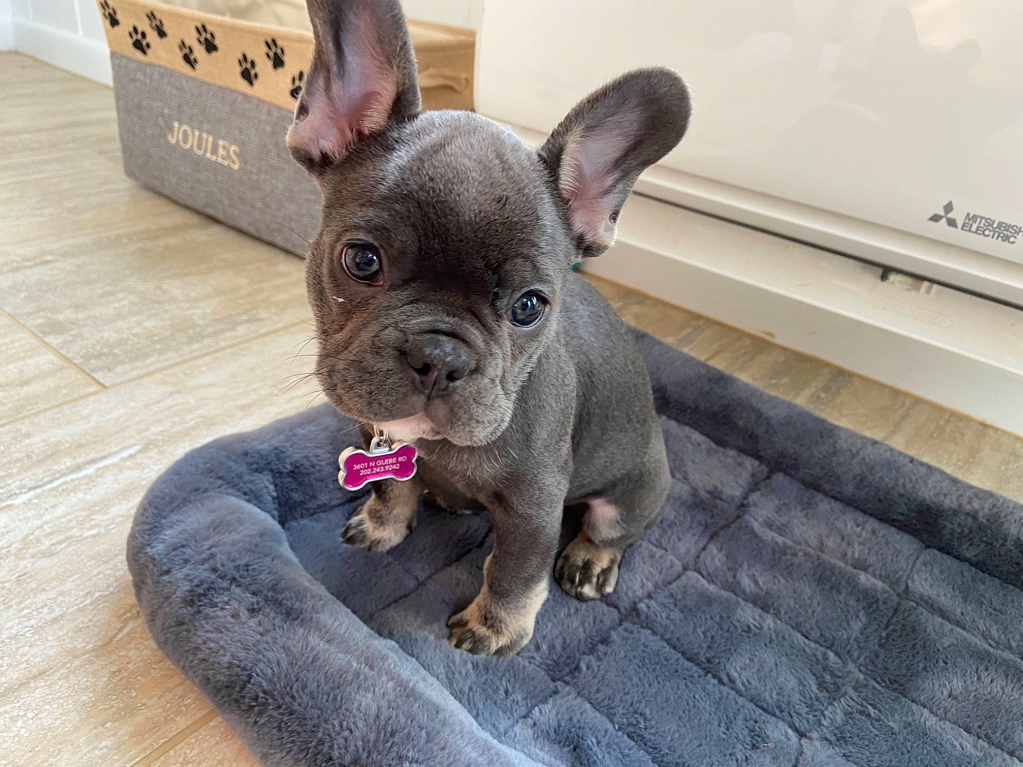 Joules joined the competition — help win amazing prizes! box, bulldog, canidae, carnivore, comfort, companion_dog, dog, dog_breed, ear, fawn, liver, shipping_box, snout, sporting_group, terrestrial_animal, toy_dog, whiskers, wood, working_animal, wrinkle