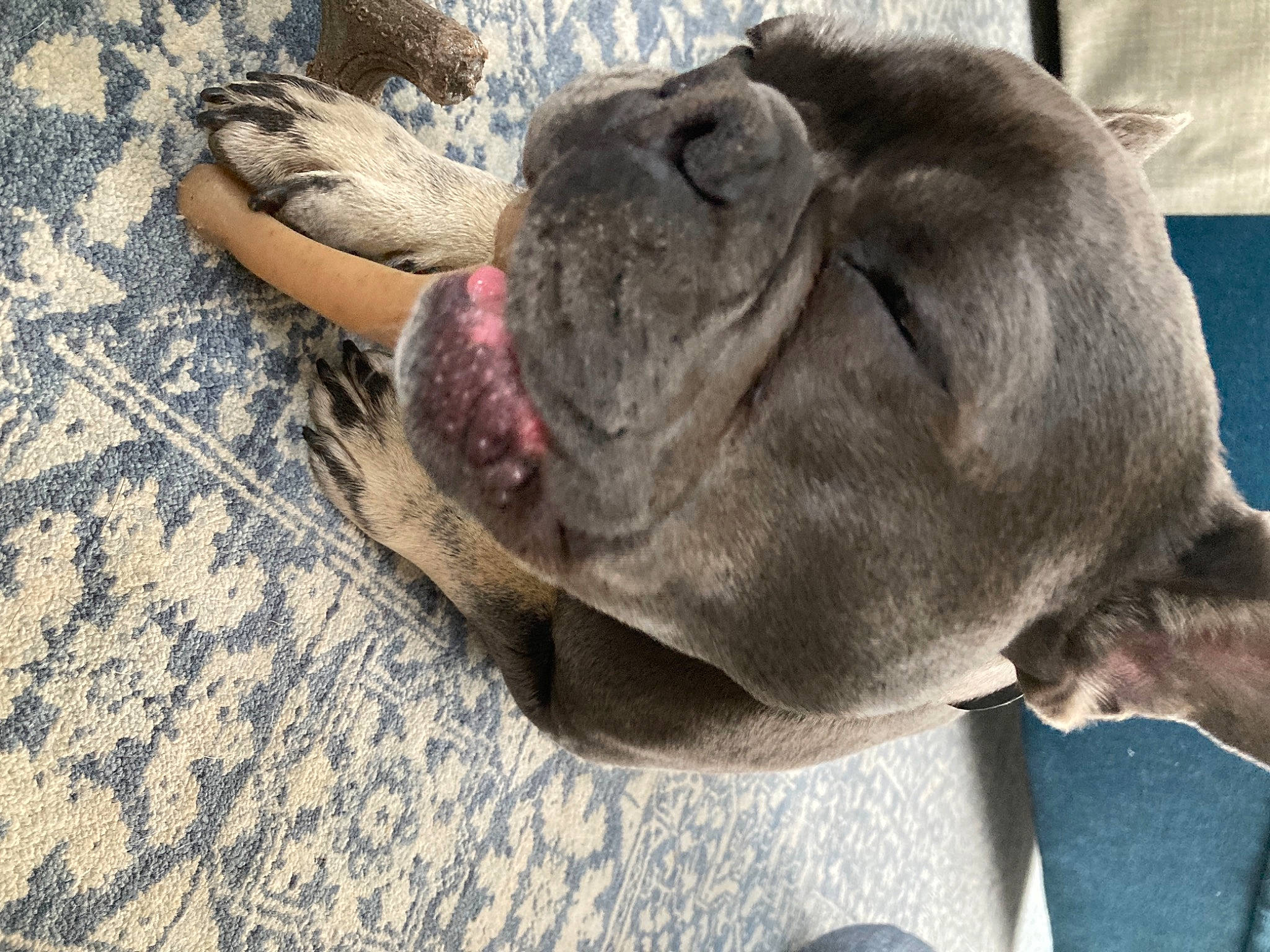 Joules joined the competition — help win amazing prizes! canidae, carnivore, collar, comfort, companion_dog, dog, dog_breed, ear, fawn, foot, fur, liver, non_sporting_group, pug, snout, sporting_group, terrestrial_animal, whiskers, working_animal, wrinkle