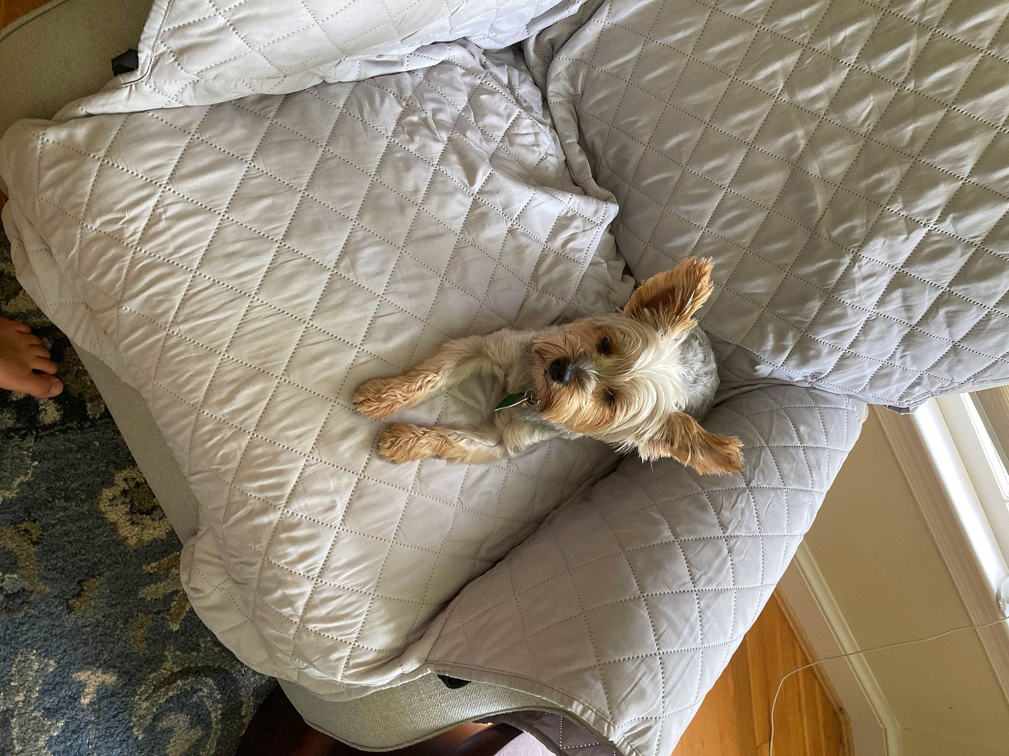 Milly is registered to the contest to win money with this photo: bed_sheet, bedding, bedroom, carnivore, cat, comfort, duvet, fawn, felidae, fur, home_accessories, linens, pattern, room, small_to_medium_sized_cats, tail, textile, throw_pillow, whiskers, wood