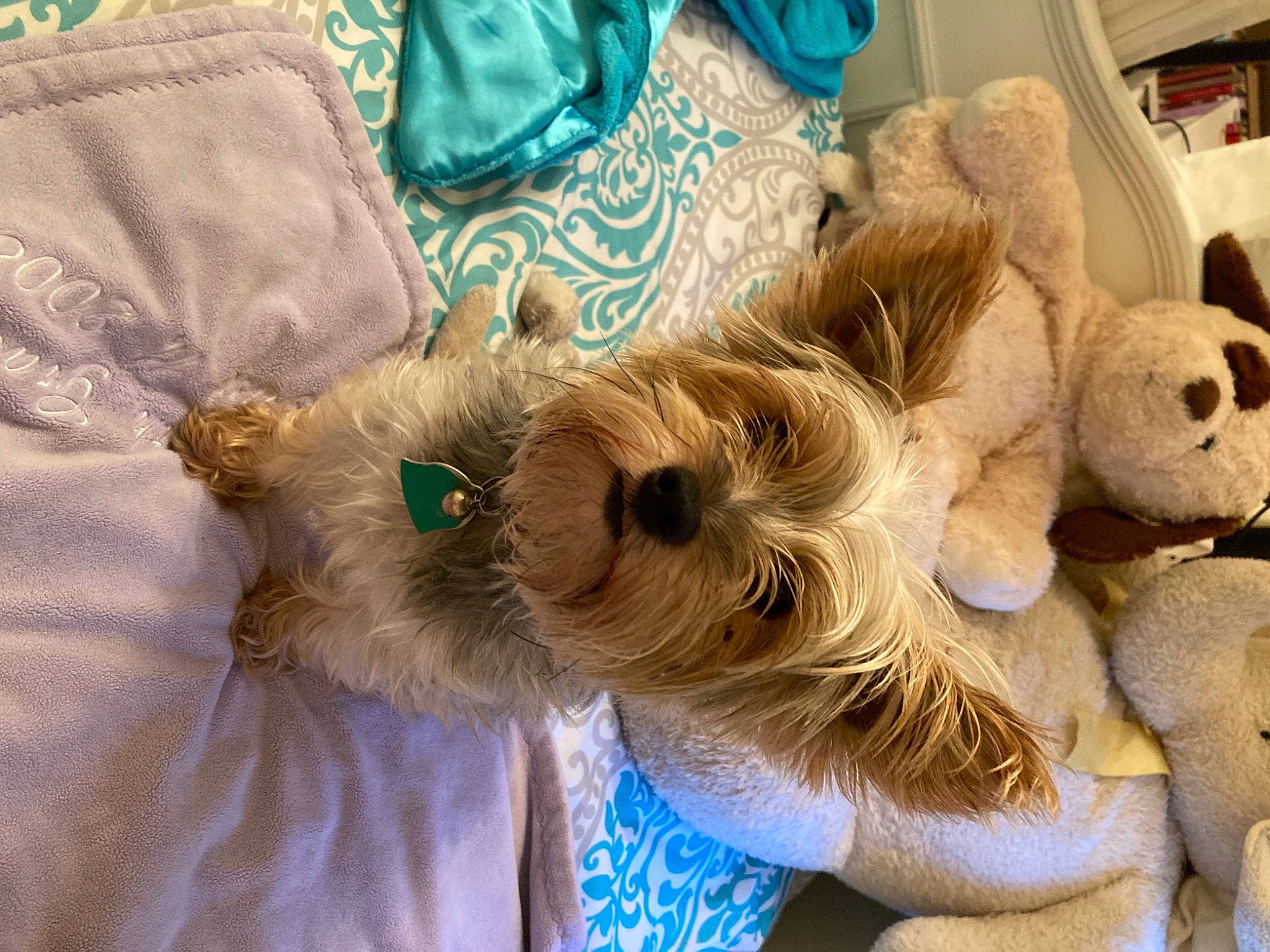 Milly joined the competition — help win amazing prizes! carnivore, companion_dog, dog, dog_breed, dog_clothes, dog_supply, felidae, fur, paw, puppy_love, small_terrier, small_to_medium_sized_cats, snout, tail, terrier, textile, toy_dog, welsh_terrier, whiskers, working_animal