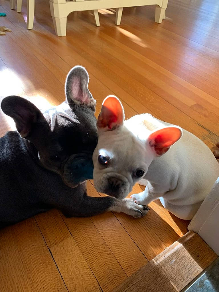 Candy joined the competition — help win amazing prizes! carnivore, comfort, companion_dog, dog, dog_breed, ear, fawn, felidae, floor, flooring, hardwood, mammal, snout, sporting_group, tail, toy_dog, vertebrate, whiskers, wood, working_animal