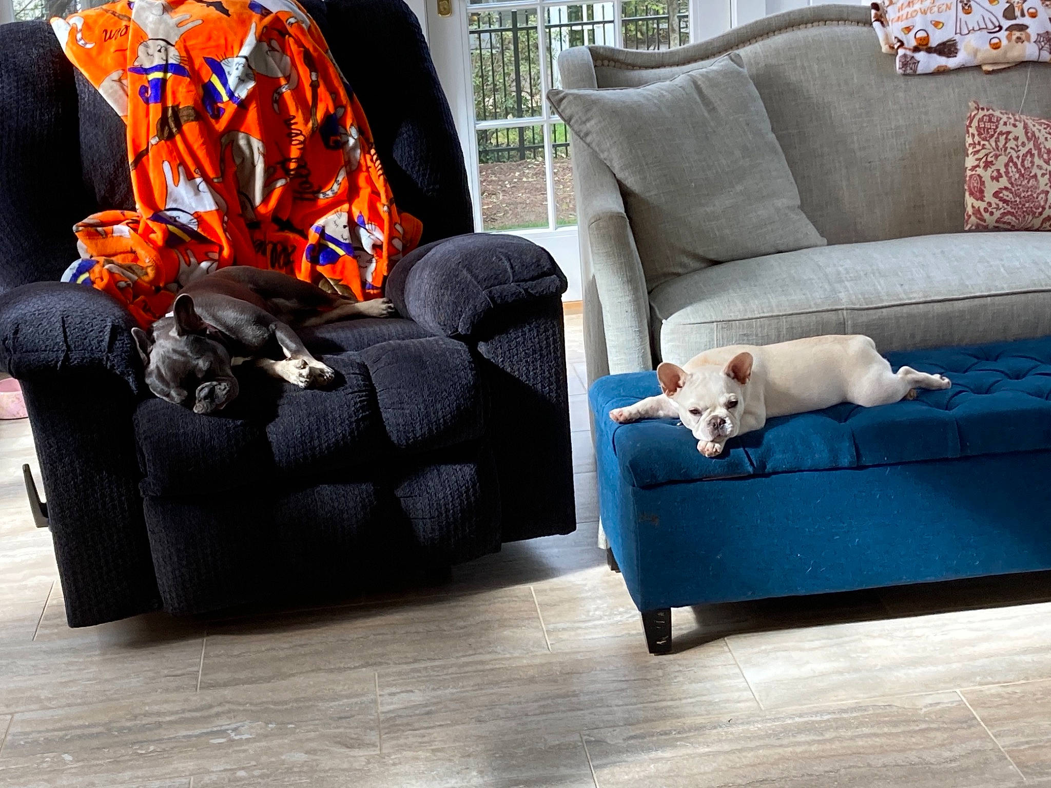 Candy is registered to the contest to win money with this photo: armrest, backpack, carnivore, comfort, companion_dog, couch, flooring, furniture, grey, hardwood, living_room, luggage_and_bags, outdoor_furniture, pillow, rectangle, room, sofa_bed, studio_couch, throw_pillow, wood