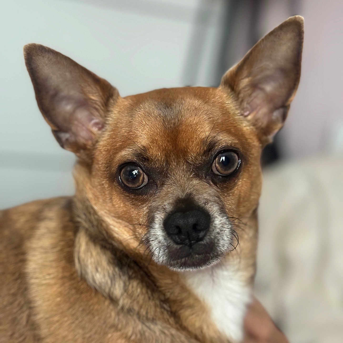 Pablo participe au concours pour gagner de l'argent avec cette photo : animal, bulldog, canine, chihuahua, cockerspaniel, dog, hound, papillon, pet, puppy