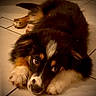 Bowie participe au concours pour gagner de l'argent avec cette photo : puppy, dog, lying_down, floor, tile, tricolor, fur, cute, pet, indoor, animal, looking_up, close_up, young_dog, adorable, whiskers, paws, resting, canine, domestic_animal