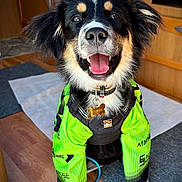 Bowie a rejoint le concours — aidez-le/la à gagner de superbes lots ! dog, puppy, indoor, happy, smiling, jacket, neon_green, fur, black, white, tan, pet, collar, tag, floor, wooden, carpet, animal, cute, portrait