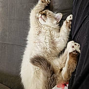 Romy participe au concours pour gagner de l'argent avec cette photo : kitten, sleeping, fluffy, cat, paw, couch, relaxed, indoor, pet, fur, cute, animal, nap, soft, whiskers, cozy, resting, domestic, young, feline