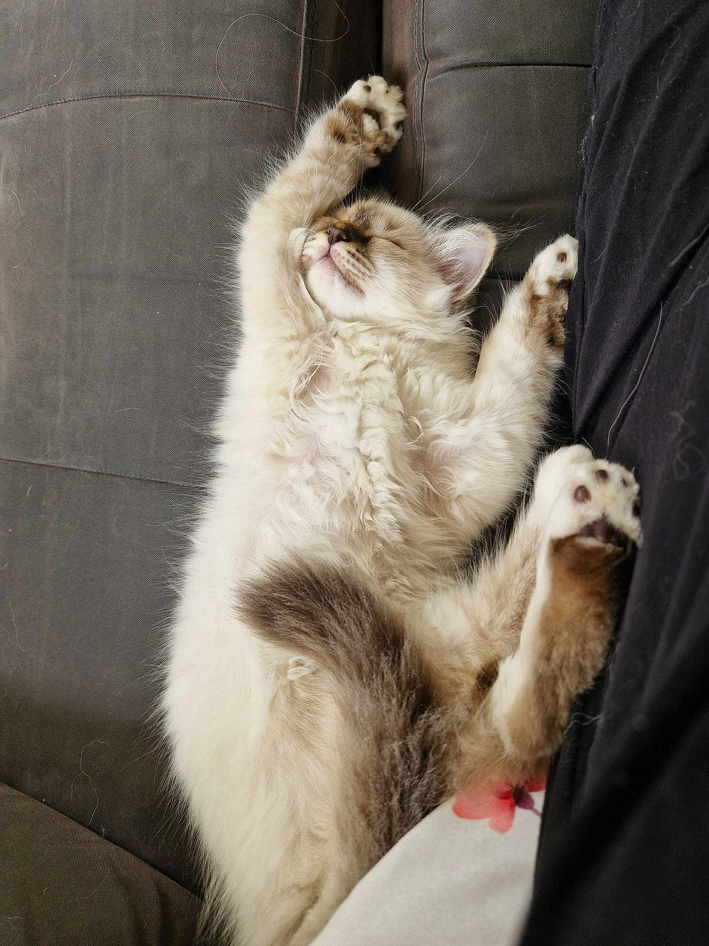 Romy participe au concours pour gagner de l'argent avec cette photo : kitten, sleeping, fluffy, cat, paw, couch, relaxed, indoor, pet, fur, cute, animal, nap, soft, whiskers, cozy, resting, domestic, young, feline
