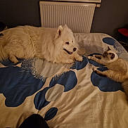 Tessy a rejoint le concours — aidez-le/la à gagner de superbes lots ! dog, cat, bed, blanket, indoor, pet, furry, animal, resting, side_view, domestic, cozy, fur, tail, radiator, room, furniture, sleepy, friendship, quiet