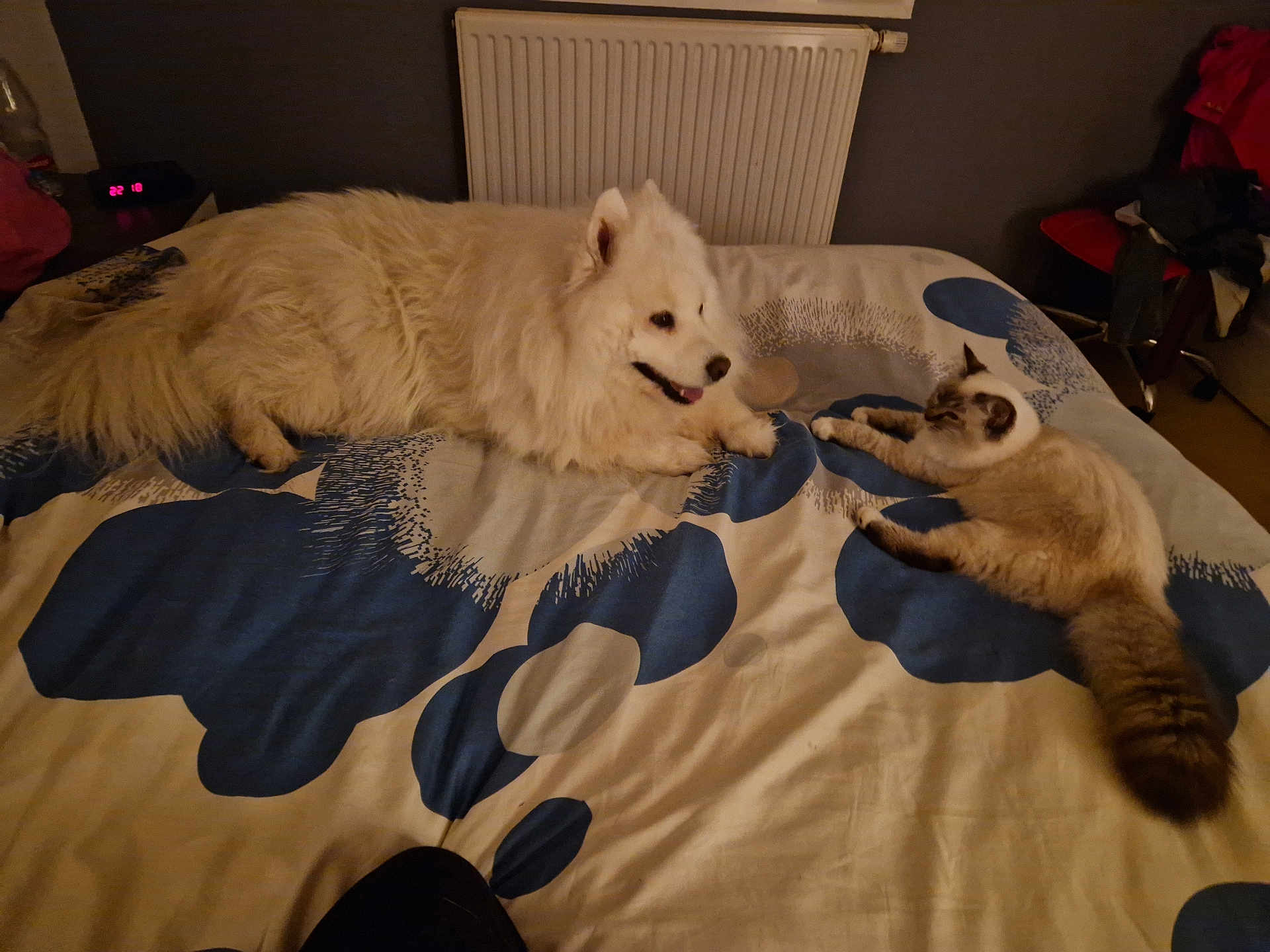 Tessy a rejoint le concours — aidez-le/la à gagner de superbes lots ! dog, cat, bed, blanket, indoor, pet, furry, animal, resting, side_view, domestic, cozy, fur, tail, radiator, room, furniture, sleepy, friendship, quiet