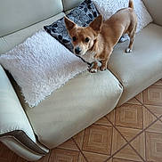 Charly a rejoint le concours — aidez-le/la à gagner de superbes lots ! alert, animal, brown_dog, couch, curious, dog, ears, floor, fur, home, indoor, leather_couch, living_room, patterned_pillow, pet, pillow, small_dog, tail, white_pillow, wooden_floor