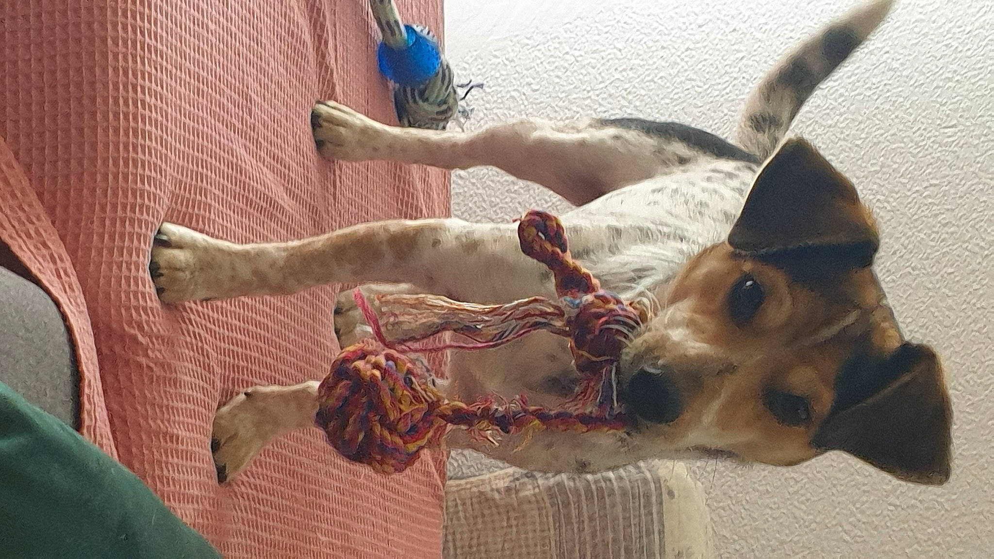 Pablo a rejoint le concours — aidez-le/la à gagner de superbes lots ! art, canidae, carnivore, companion_dog, dog, dog_breed, dog_collar, elbow, eyewear, fawn, flesh, fun, fur, gesture, jaw, snout, sporting_group, toy_dog, whiskers, working_animal