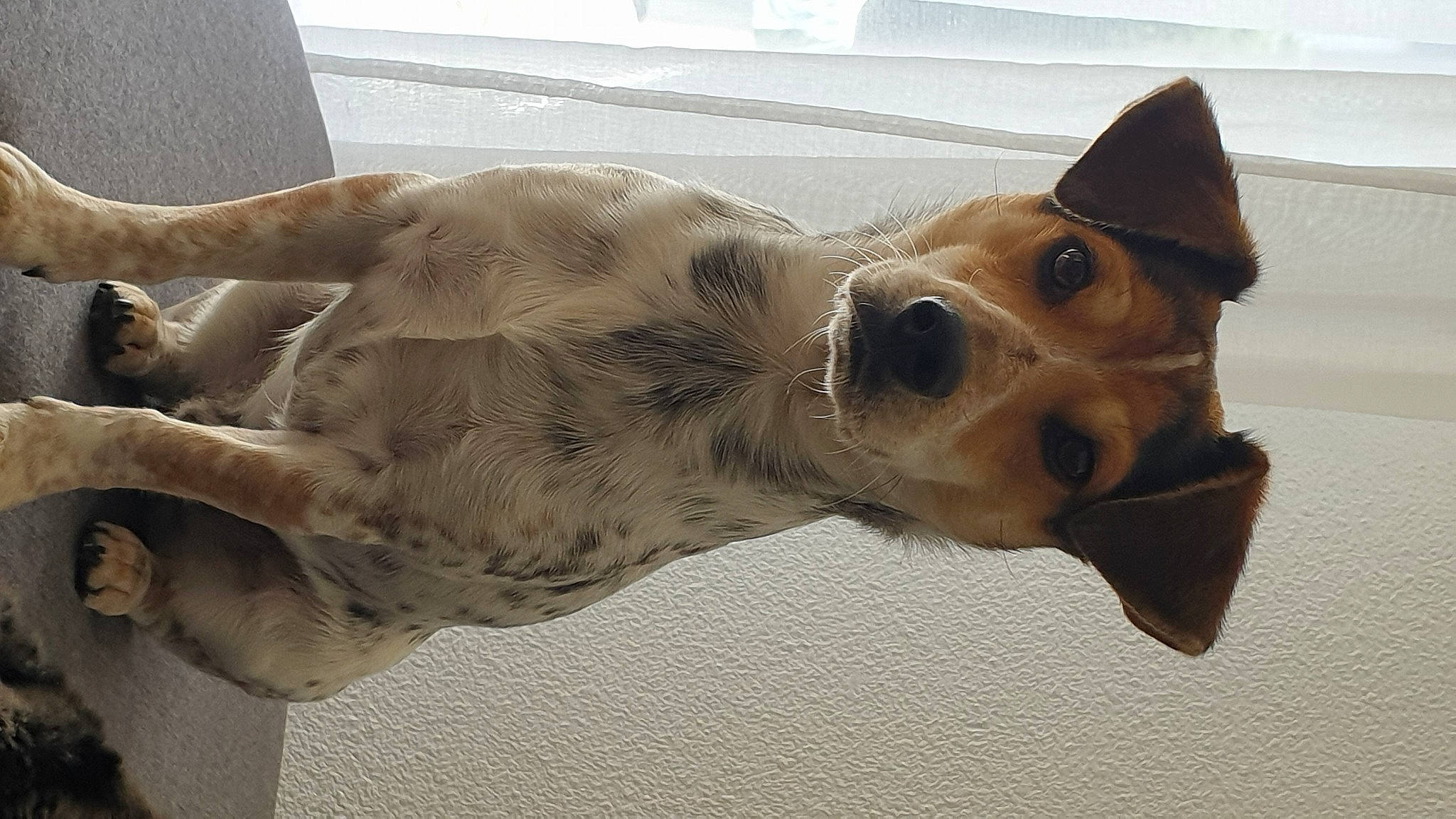 Pablo participe au concours pour gagner de l'argent avec cette photo : aircraft, canidae, carnivore, companion_dog, dog, dog_breed, dog_supply, ear, fawn, giraffidae, jaw, metal, paw, pet_supply, snout, sporting_group, whiskers, window, wood, working_animal