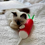 Everest participe au concours pour gagner de l'argent avec cette photo : kitten, cat, siamese, toy, radish, white_blanket, bedroom, indoor, pet, cute, feline, paw, curious, relaxed, soft_focus, texture, cozy, animal, small, playful