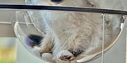 Everest participe au concours pour gagner de l'argent avec cette photo : blue_eyes, cat, close_up, cozy, curious, domestic_animal, feline, fluffy, fur, hanging_bed, indoor, pet, playful, relaxed, resting, soft_light, toy, transparent_bed, white_pom_pom, window