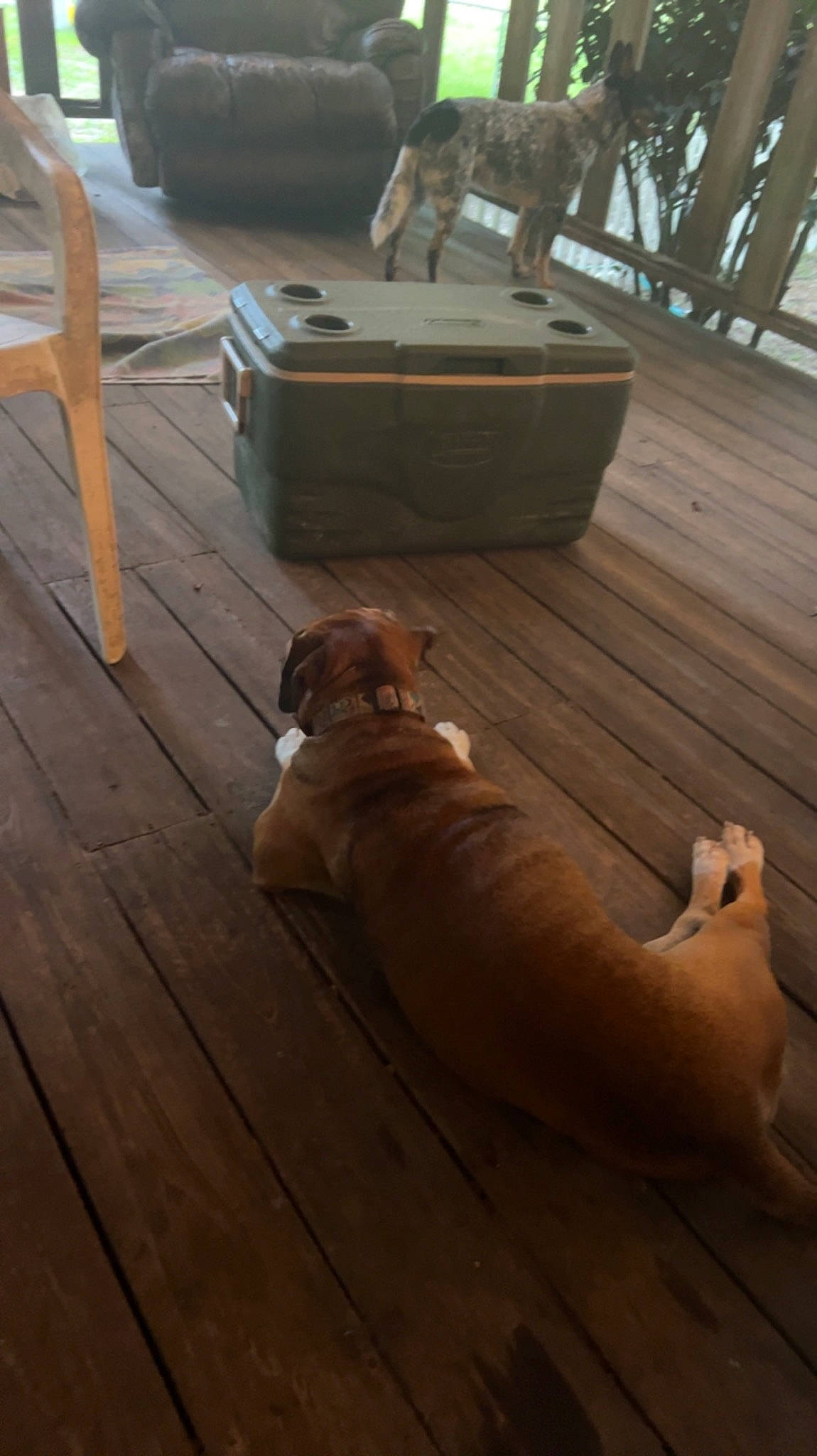 Raven Marie is registered to the contest to win money with this photo: brown, carnivore, collar, companion_dog, deck, dog, dog_breed, fawn, floor, flooring, hardwood, laminate_flooring, liver, plank, plywood, tail, wood, wood_flooring, wood_stain, working_animal