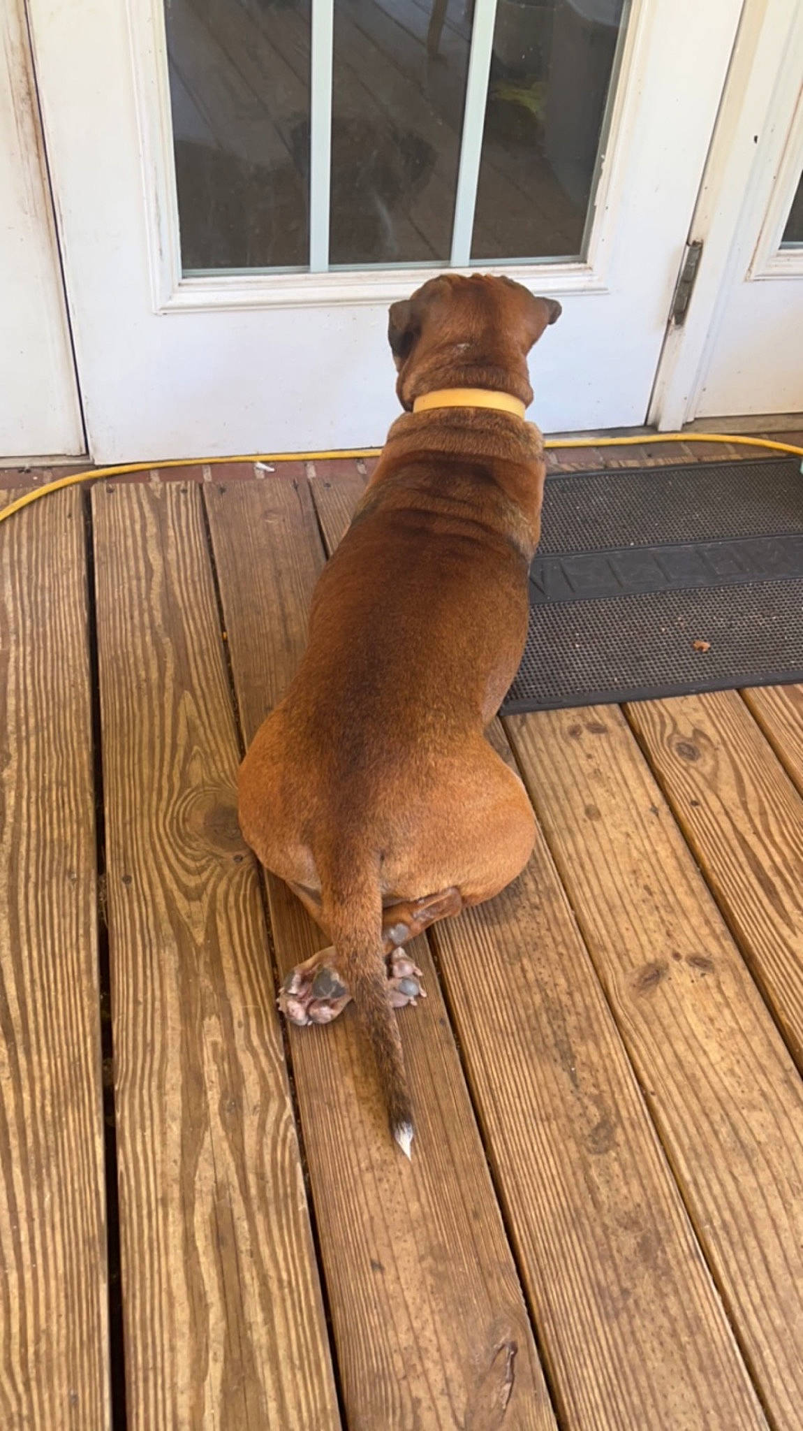 Raven Marie is registered to the contest to win money with this photo: brown, carnivore, collar, companion_dog, dog, dog_breed, fawn, floor, flooring, hardwood, laminate_flooring, liver, pet_supply, plank, tail, varnish, window, wood, wood_stain, working_animal