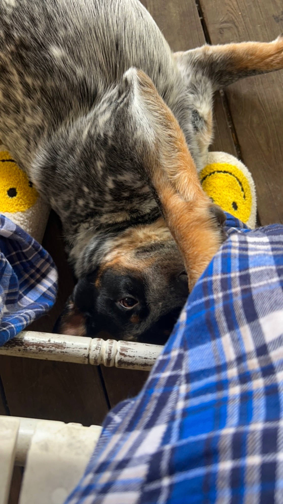 Crimson joined the competition — help win amazing prizes! carnivore, claw, comfort, companion_dog, dog, dog_breed, fawn, felidae, foot, fur, human_leg, pattern, plaid, snout, sporting_group, tartan, terrestrial_animal, whiskers, working_animal, wrinkle