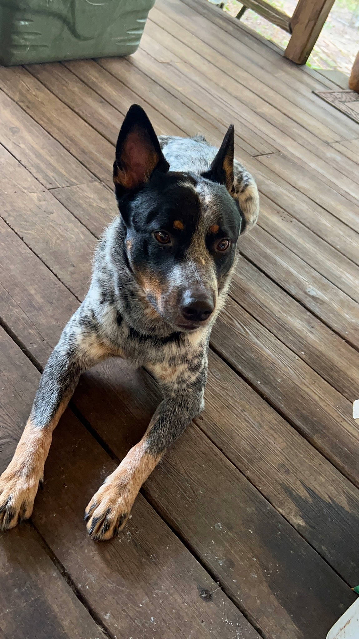 Crimson joined the competition — help win amazing prizes! australian_cattle_dog, australian_stumpy_tail_cattle_dog, canidae, carnivore, companion_dog, dog, dog_breed, flooring, hardwood, herding_dog, koolie, paw, plank, plant, terrestrial_animal, texas_heeler, varnish, wood, wood_stain, working_animal
