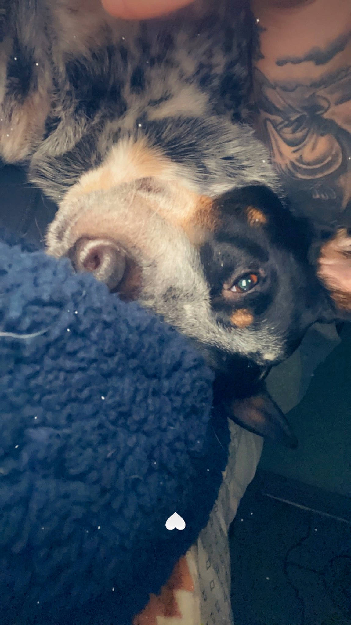 Crimson is registered to the contest to win money with this photo: canidae, carnivore, cloud, companion_dog, dog, dog_breed, electric_blue, fawn, fur, guard_dog, jaw, livestock, meteorological_phenomenon, puppy, sky, snout, sporting_group, terrestrial_animal, whiskers, working_animal