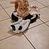 A'Koda participe au concours pour gagner de l'argent avec cette photo : animal, blanket, cat, cat_tree, clothing, cozy, curious, cute, domestic, door, feline, floor, fluffy, home, indoor, orange_cat, pet, relaxed, resting, tile_floor