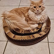 A'Koda a rejoint le concours — aidez-le/la à gagner de superbes lots ! animal, cardboard_bed, cat, cozy, cute, domestic_animal, ears, feline, fluffy, fur, ginger_cat, home, indoor, looking_at_camera, pet, relaxed, resting, tail, tile_floor, whiskers
