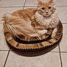 animal, cardboard_bed, cat, cozy, cute, domestic_animal, ears, feline, fluffy, fur, ginger_cat, home, indoor, looking_at_camera, pet, relaxed, resting, tail, tile_floor, whiskers