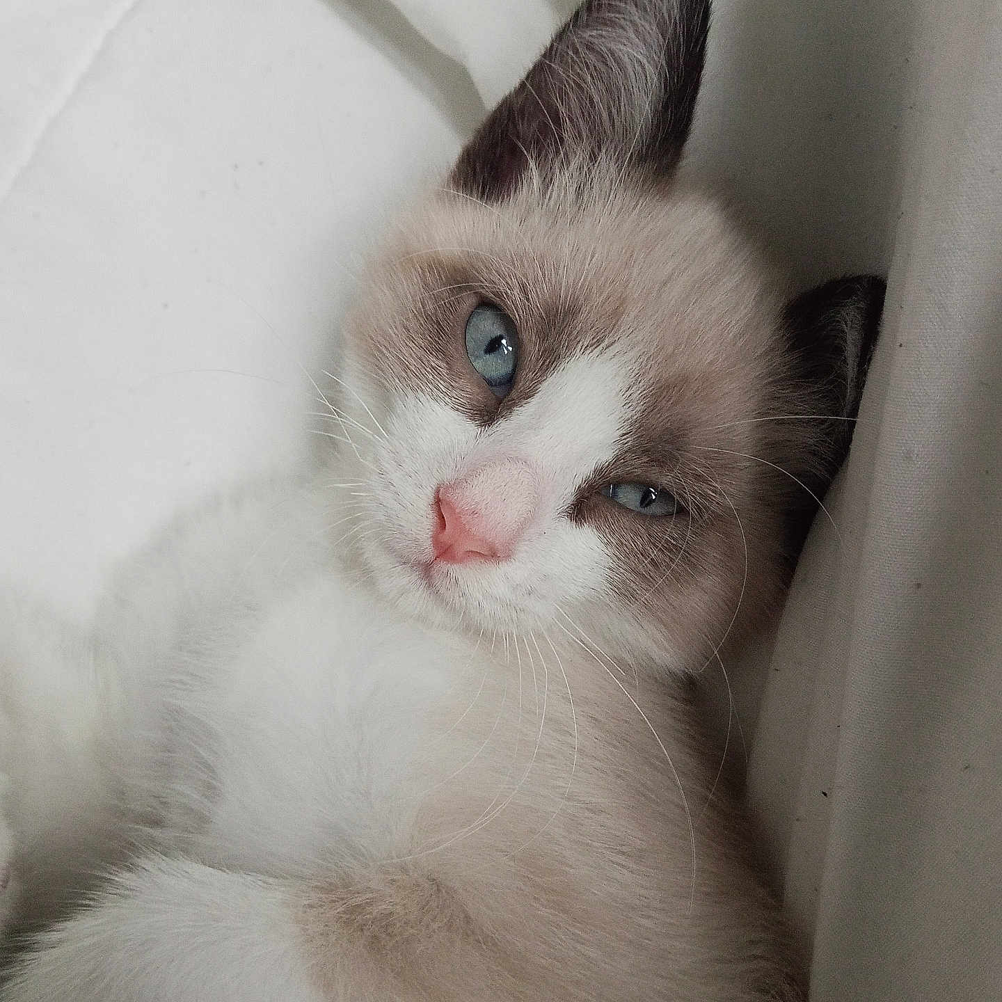 Caramel participe au concours pour gagner de l'argent avec cette photo : animal, blue_eyes, cat, close_up, cozy, cute, domestic_cat, fluffy, indoor, kitten, pet, pink_nose, portrait, relaxed, resting, sleepy, soft_texture, whiskers, white_fur, young_cat