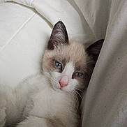 Caramel participe au concours pour gagner de l'argent avec cette photo : cat, blue_eyes, fur, whiskers, pink_nose, blanket, white, cozy, cute, pet, animal, snuggle, sleepy, soft, resting, indoor, closeup, young_cat, feline, relaxed