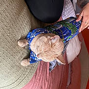 Cayenne joined the competition — help win amazing prizes! child, comfort, elbow, electric_blue, finger, flooring, fun, hair, hand, hardwood, human_leg, nail, sleeve, thumb, toddler, tree, wood, wrist