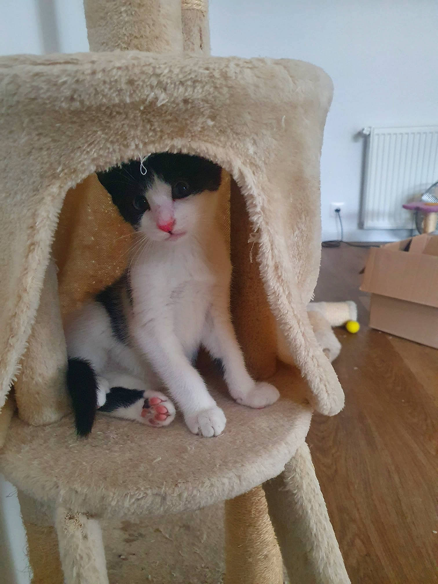 Arès participe au concours pour gagner de l'argent avec cette photo : carnivore, cat, cat_furniture, cat_supply, comfort, domestic_short_haired_cat, eye, fawn, felidae, fur, hardwood, linens, paw, sitting, small_to_medium_sized_cats, snout, tail, whiskers, window, wood