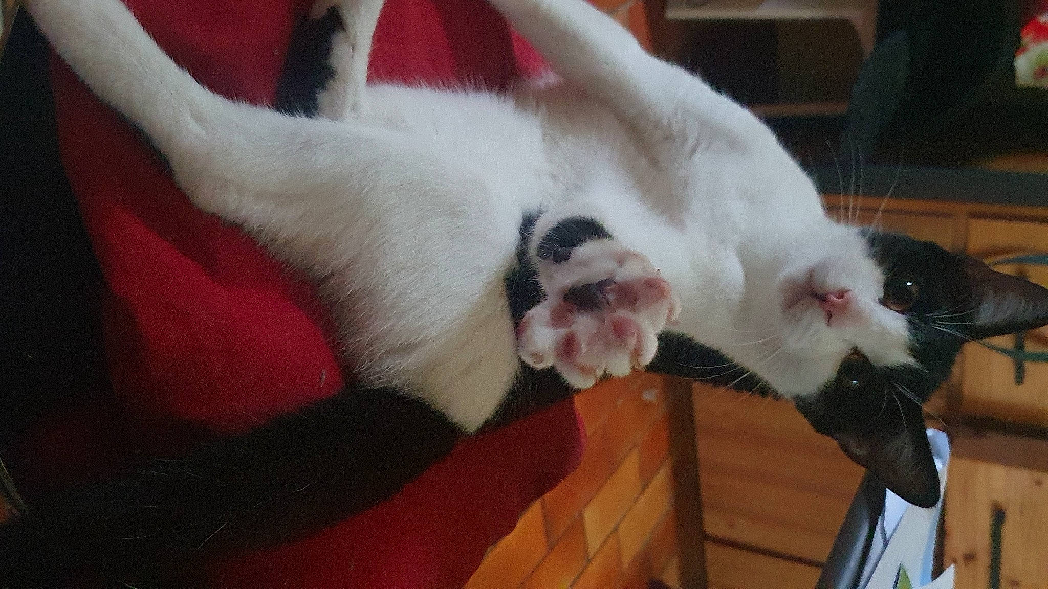 Arès a rejoint le concours — aidez-le/la à gagner de superbes lots ! balinese, carnivore, cat, claw, comfort, dog_breed, domestic_short_haired_cat, ear, fang, fawn, felidae, fur, gesture, jaw, paw, small_to_medium_sized_cats, snout, tail, thai, whiskers