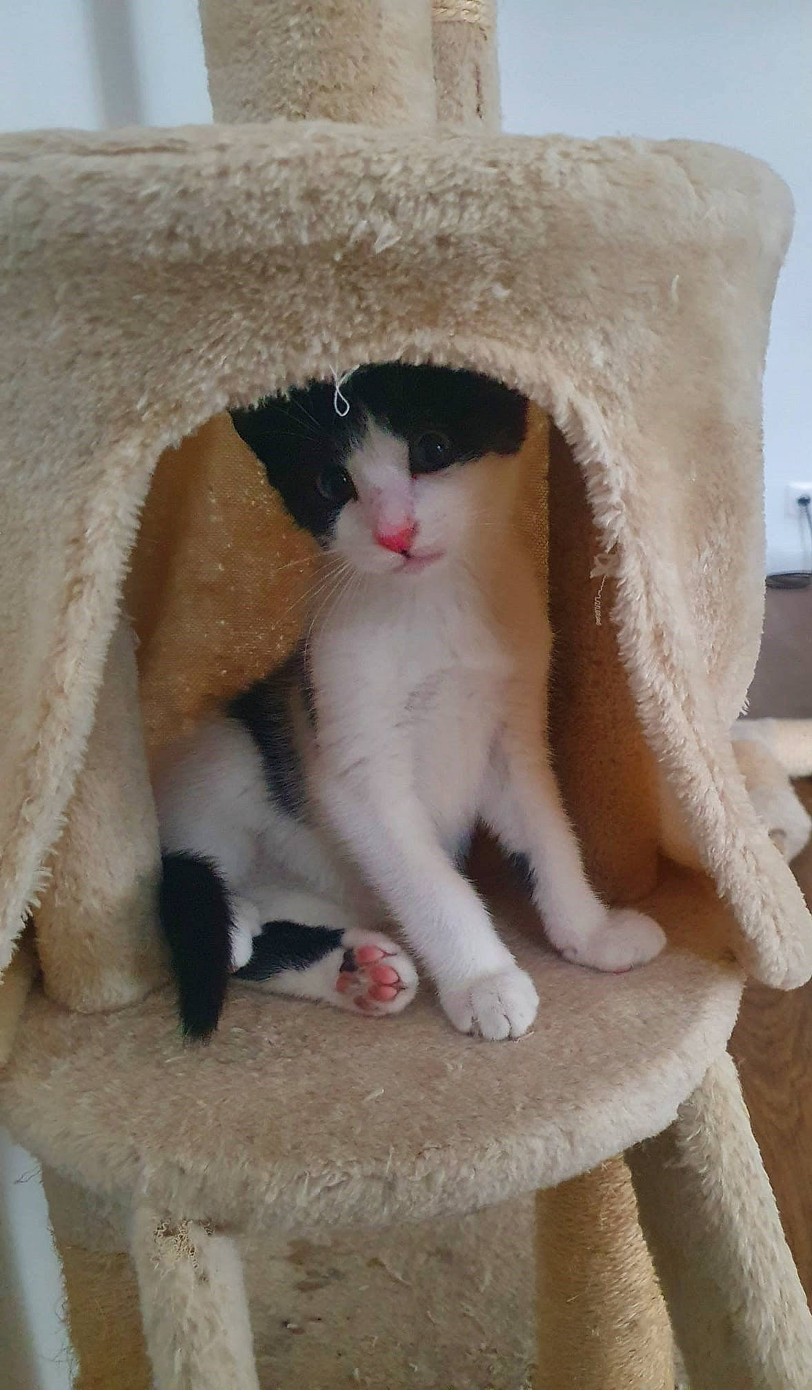 Arès participe au concours pour gagner de l'argent avec cette photo : carnivore, cat, cat_bed, cat_furniture, cat_supply, comfort, domestic_short_haired_cat, eye, fawn, felidae, fur, hat, head, paw, pet_supply, small_to_medium_sized_cats, snout, tail, whiskers, window