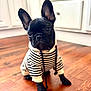 dog, puppy, french_bulldog, black_dog, hoodie, striped_clothing, indoors, wooden_floor, flooring, pet, cute, small_dog, young_dog, ears, sitting, curious, canine, domestic_animal, companion, portrait
