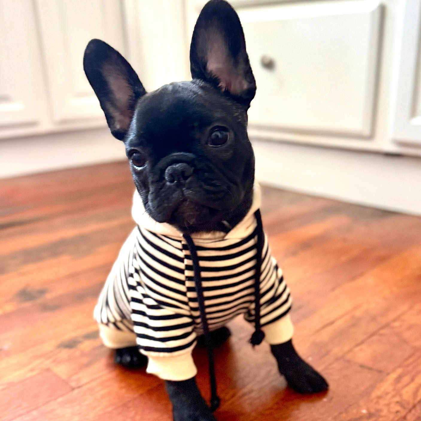 Frankie joined the competition — help win amazing prizes! black_dog, canine, companion, curious, cute, dog, domestic_animal, ears, flooring, french_bulldog, hoodie, indoors, pet, portrait, puppy, sitting, small_dog, striped_clothing, wooden_floor, young_dog