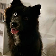 Storméo participe au concours pour gagner de l'argent avec cette photo : dog, black_dog, blue_eye, tongue_out, fluffy, pet, indoor, curious, close_up, animal, canine, portrait, furry, face, ears, snout, domestic_animal, cute, companion, friendly