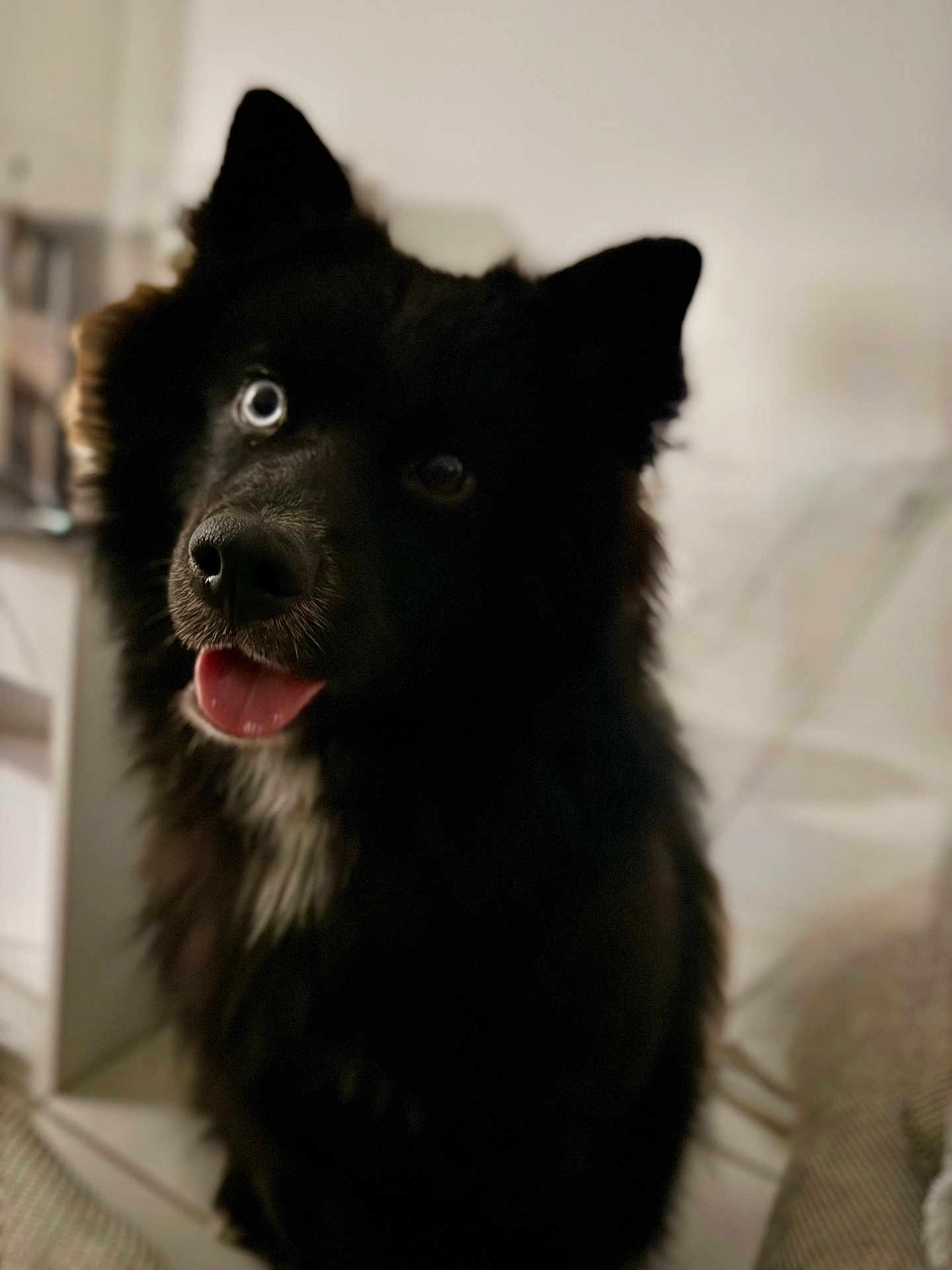 Storméo participe au concours pour gagner de l'argent avec cette photo : dog, black_dog, blue_eye, tongue_out, fluffy, pet, indoor, curious, close_up, animal, canine, portrait, furry, face, ears, snout, domestic_animal, cute, companion, friendly