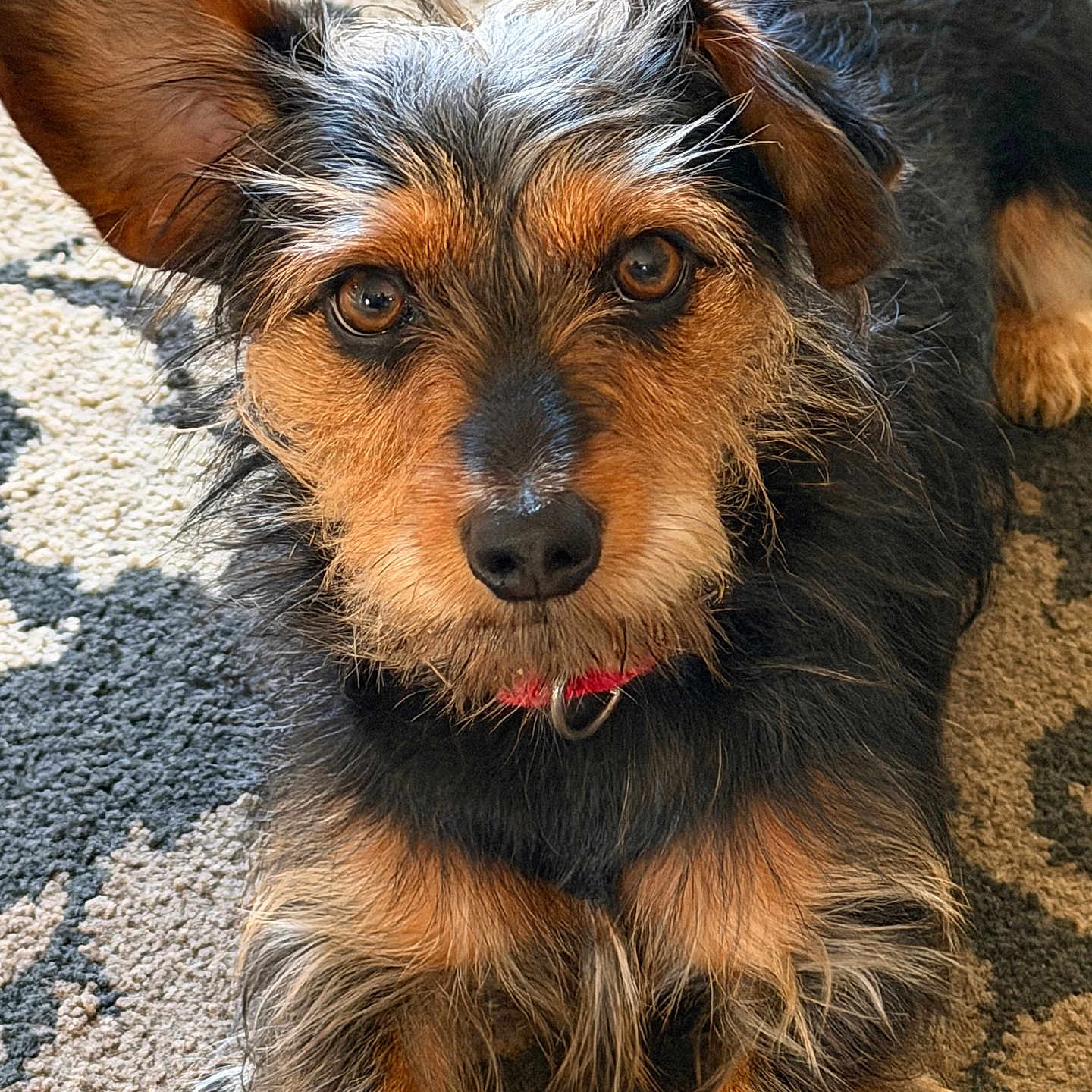 Dobby is registered to the contest to win money with this photo: dog, pet, bone, carpet, fur, ears, brown, black, scruffy, cute, animal, lying_down, looking_at_camera, domestic_animal, collar, close_up, indoor, floor, muzzle, whiskers