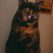 Gigi joined the competition — help win amazing prizes! cat, tortoiseshell_cat, indoor, sitting, blurry, purple_butterfly_filter, pet, animal, feline, domestic_cat, cute, whimsical, soft_lighting, background, furniture, closeup, portrait, furry, calm, still