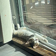 Atticus is registered to the contest to win money with this photo: animal, calm, cat, cozy, cute, daylight, domestic, feline, floor, indoor, peaceful, pet, relaxing, resting, sleeping, stretching, sunbeam, sunlight, window, wooden_ledge