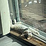 animal, calm, cat, cozy, cute, daylight, domestic, feline, floor, indoor, peaceful, pet, relaxing, resting, sleeping, stretching, sunbeam, sunlight, window, wooden_ledge