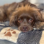 Ophelia joined the competition — help win amazing prizes! animal, blanket, brown_dog, close_up, companion, cozy, cute, dog, domestic_animal, ears, eyes, fur, indoor, lying_down, paw_print, pet, portrait, relaxed, resting, snout