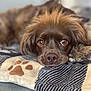 animal, blanket, brown_dog, close_up, companion, cozy, cute, dog, domestic_animal, ears, eyes, fur, indoor, lying_down, paw_print, pet, portrait, relaxed, resting, snout