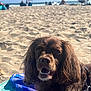 Ophelia is registered to the contest to win money with this photo: animal, beach, brown_dog, canine, daytime, dog, fur, happy, nature, ocean, outdoor, pet, relaxing, sand, summer, sunlight, towel, vacation, water, waves