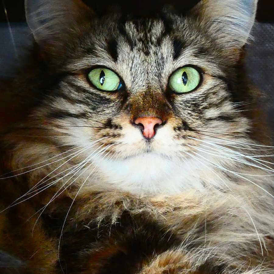 Tigrou a rejoint le concours — aidez-le/la à gagner de superbes lots ! alert, animal, cat, close_up, cute, domestic_cat, face, feline, fluffy_fur, fur, green_eyes, indoor, looking_at_camera, mammal, pet, pink_nose, portrait, soft_light, tabby, whiskers