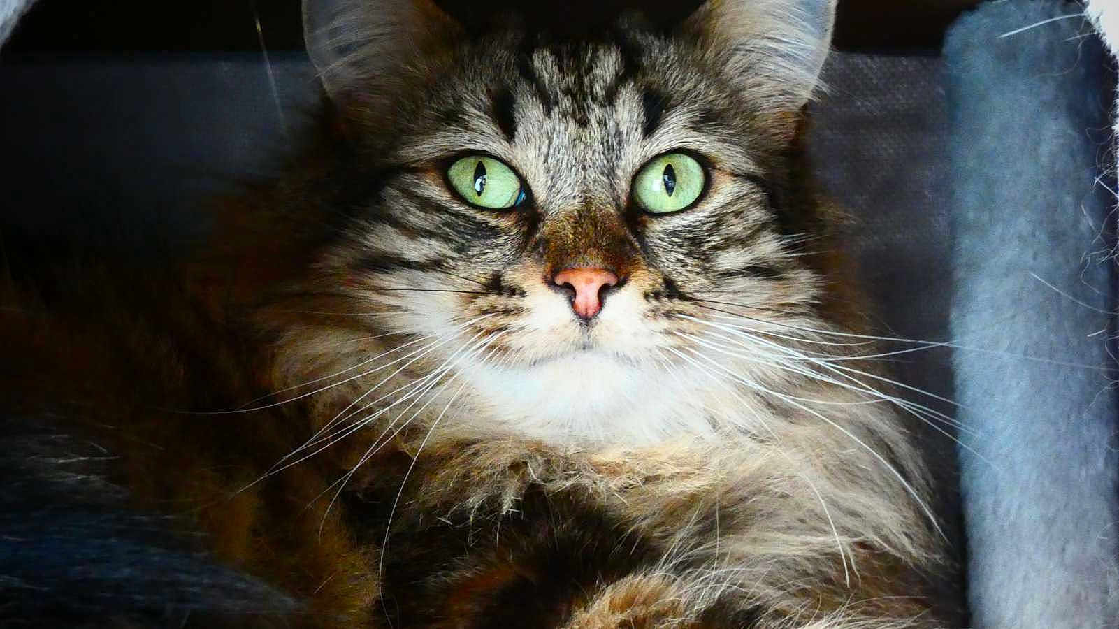 Tigrou a rejoint le concours — aidez-le/la à gagner de superbes lots ! cat, tabby, green_eyes, pink_nose, fluffy_fur, close_up, portrait, animal, pet, whiskers, feline, face, looking_at_camera, indoor, soft_light, mammal, cute, domestic_cat, fur, alert