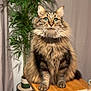 cat, tabby, fluffy, indoor, plant, potted_plant, wooden_table, curtains, feline, sitting, green_eyes, whiskers, fur, domestic_cat, pet, closeup, table_edge, houseplant, cozy, curious