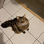 cat, tabby_cat, fluffy, green_eyes, indoor, tiled_floor, slipper, decor, basket, curious, pet, feline, floor, home, cute, looking_up, whiskers, ears, tail, domestic_animal
