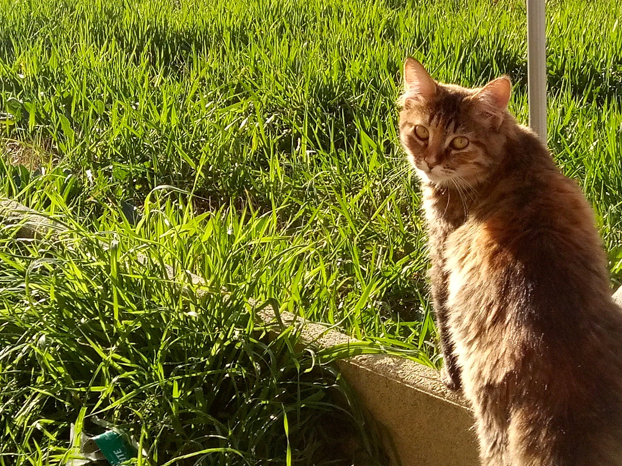 Pumba a rejoint le concours — aidez-le/la à gagner de superbes lots ! carnivore, cat, domestic_short_haired_cat, fawn, felidae, fur, grass, grass_family, grassland, groundcover, plant, small_to_medium_sized_cats, snout, sunlight, tail, terrestrial_animal, terrestrial_plant, vegetation, whiskers, wood